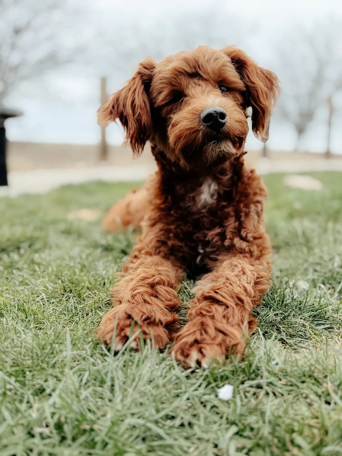 Boise Doodle Co 44