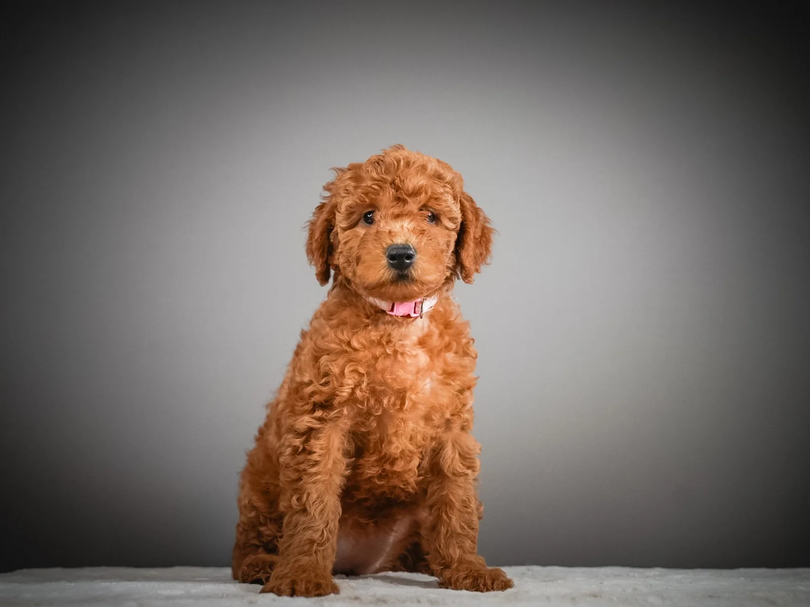 Boise Doodle Co 22