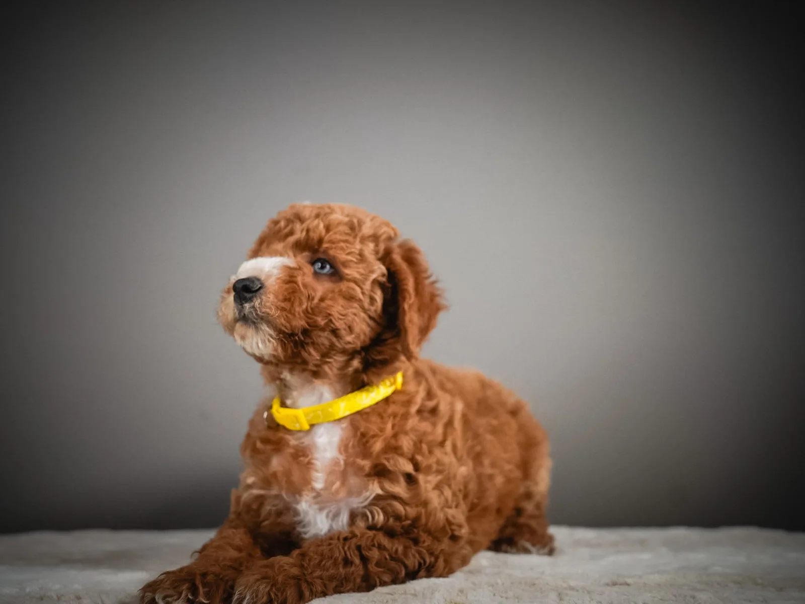 Boise Doodle Co 23