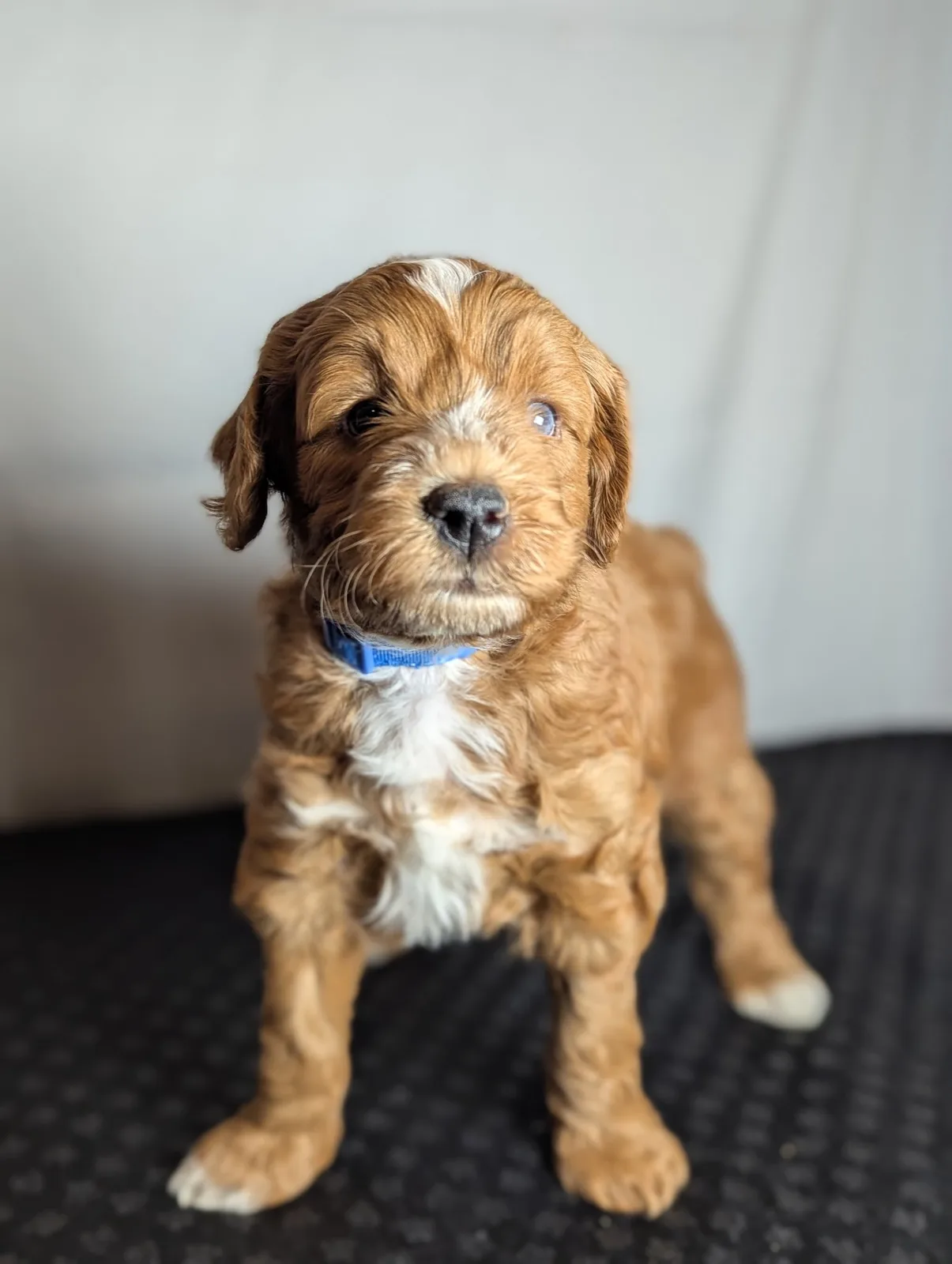 Boise Doodle Co 40