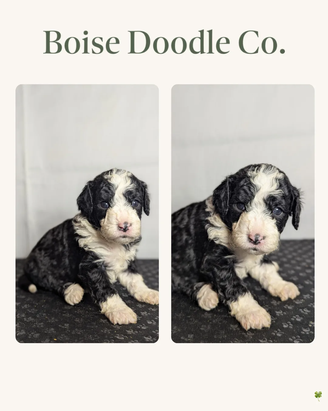 Boise Doodle Co 59
