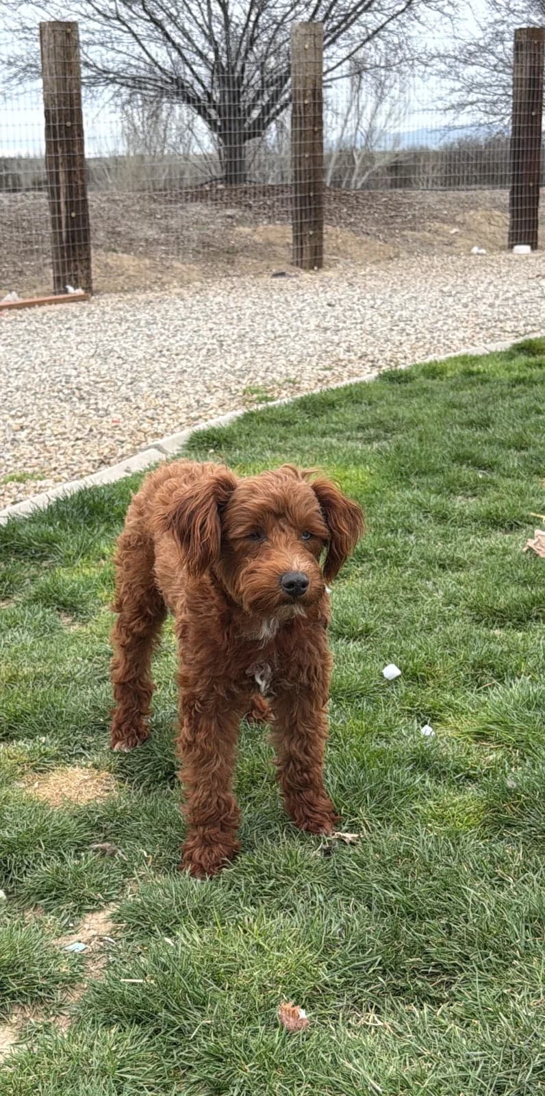 Boise Doodle Co 45