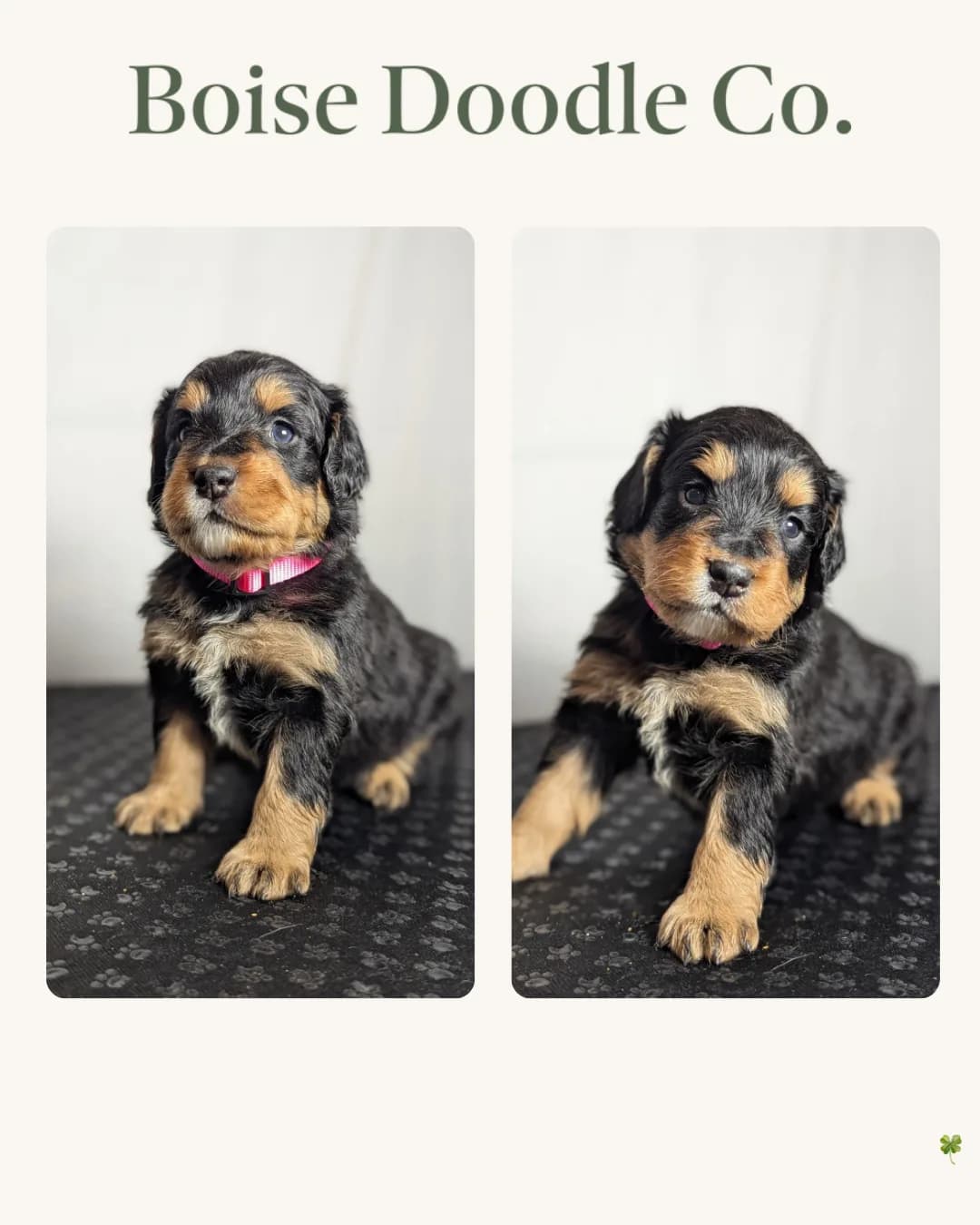 Boise Doodle Co 56
