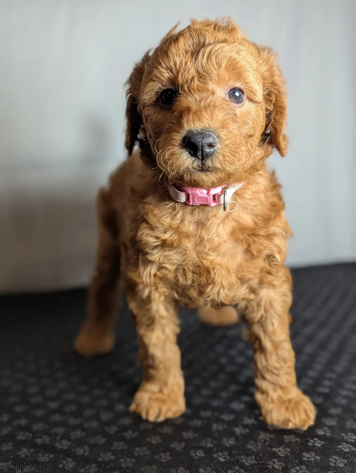Boise Doodle Co 54