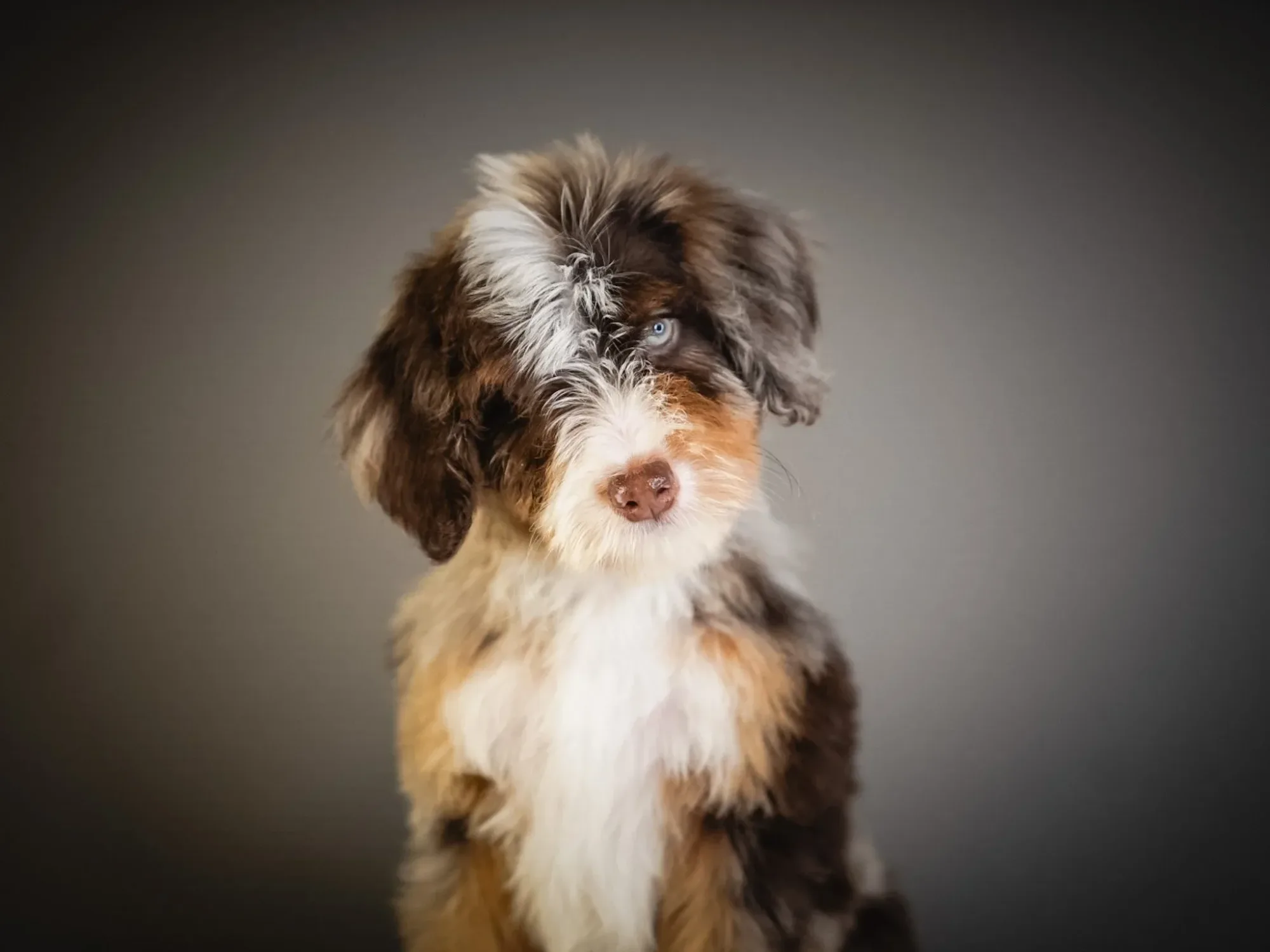 Boise Doodle Co 1