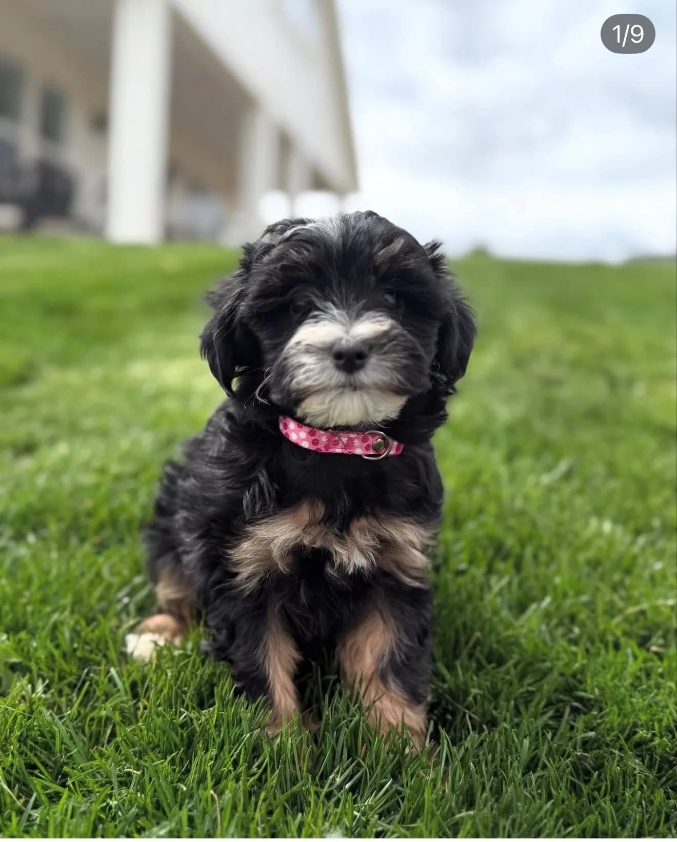 Boise Doodle Co 21