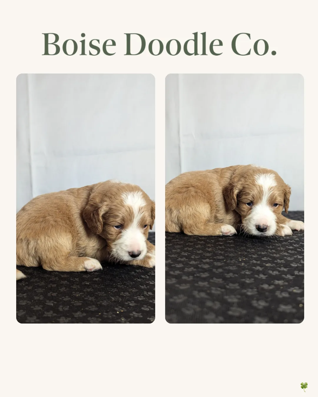 Boise Doodle Co 55