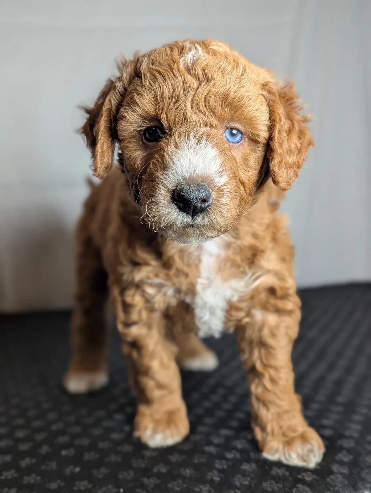 Boise Doodle Co 50