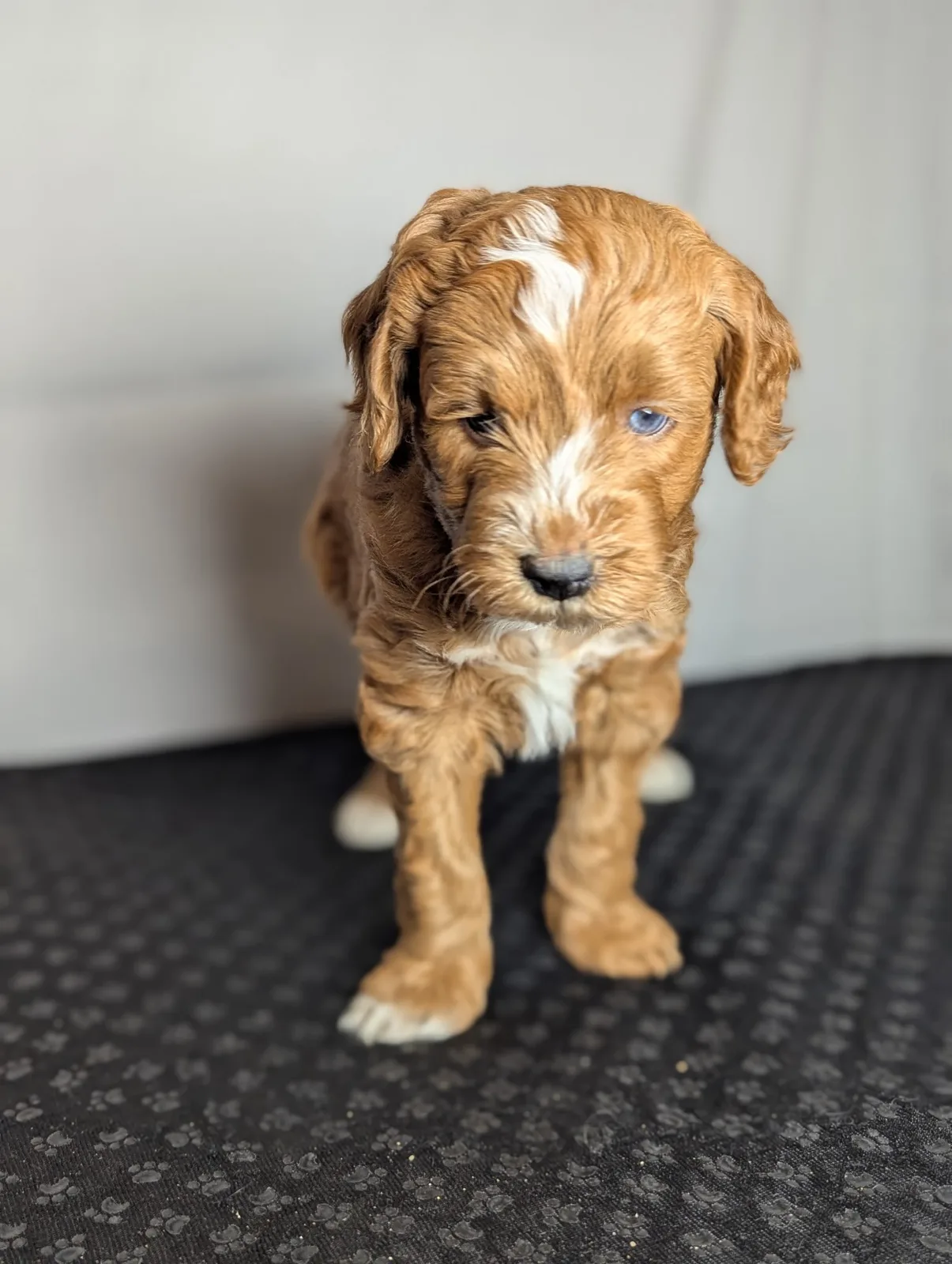 Boise Doodle Co 41