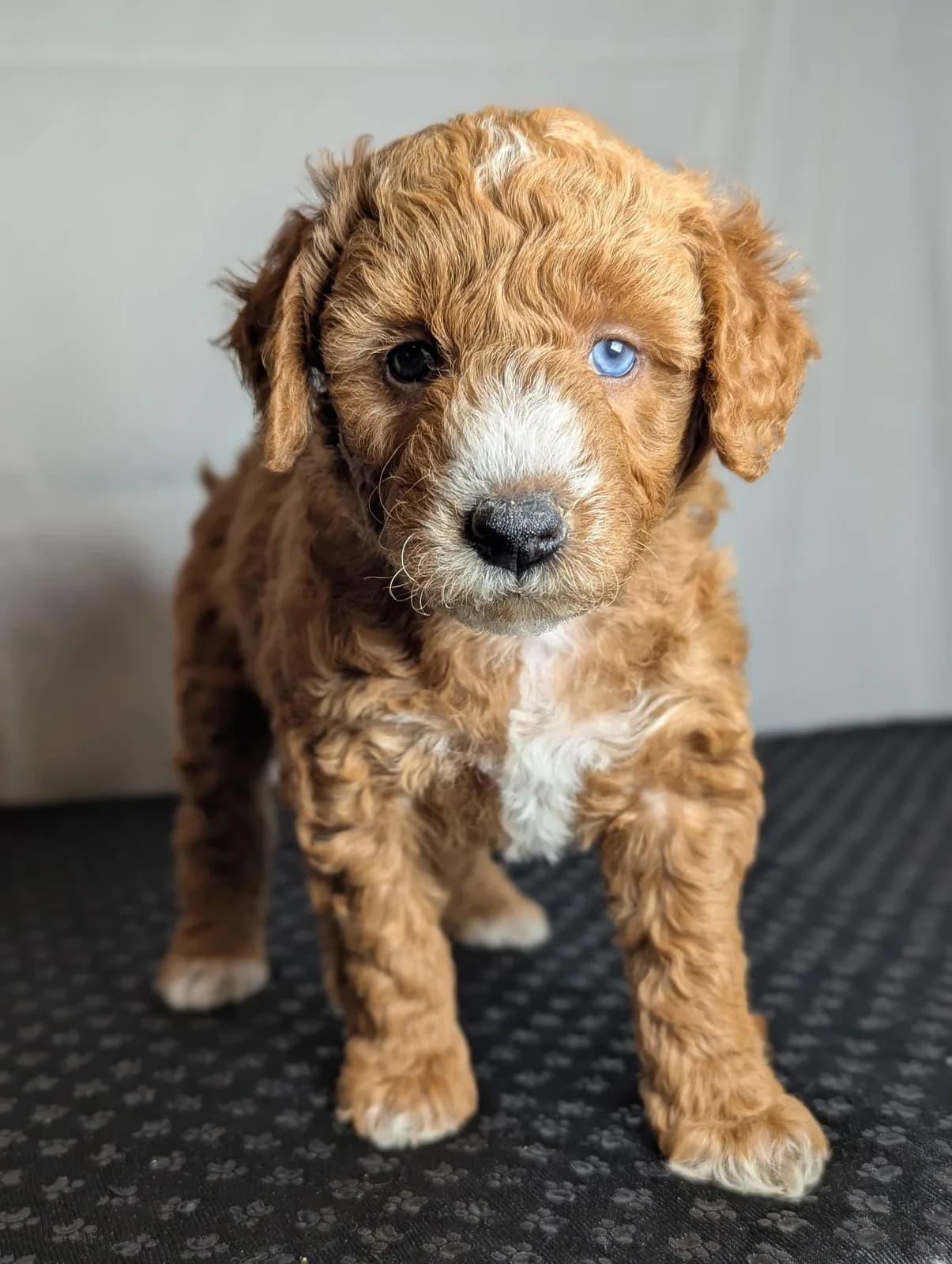 Boise Doodle Co 49