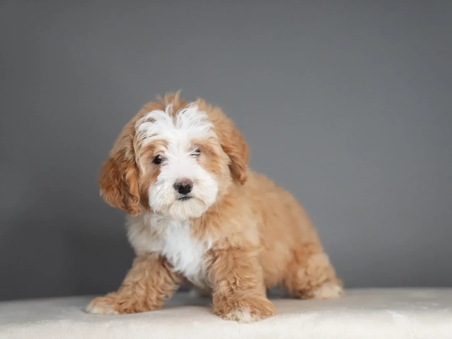 Boise Doodle Co 16