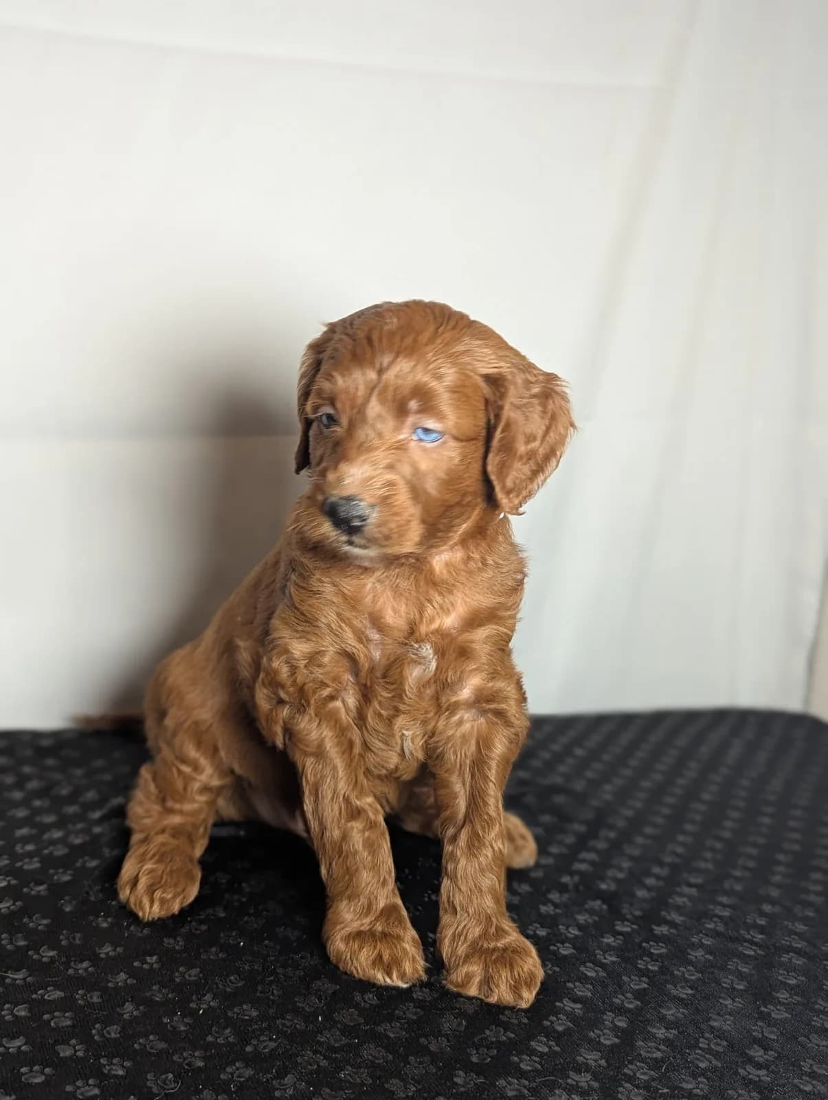 Boise Doodle Co 51