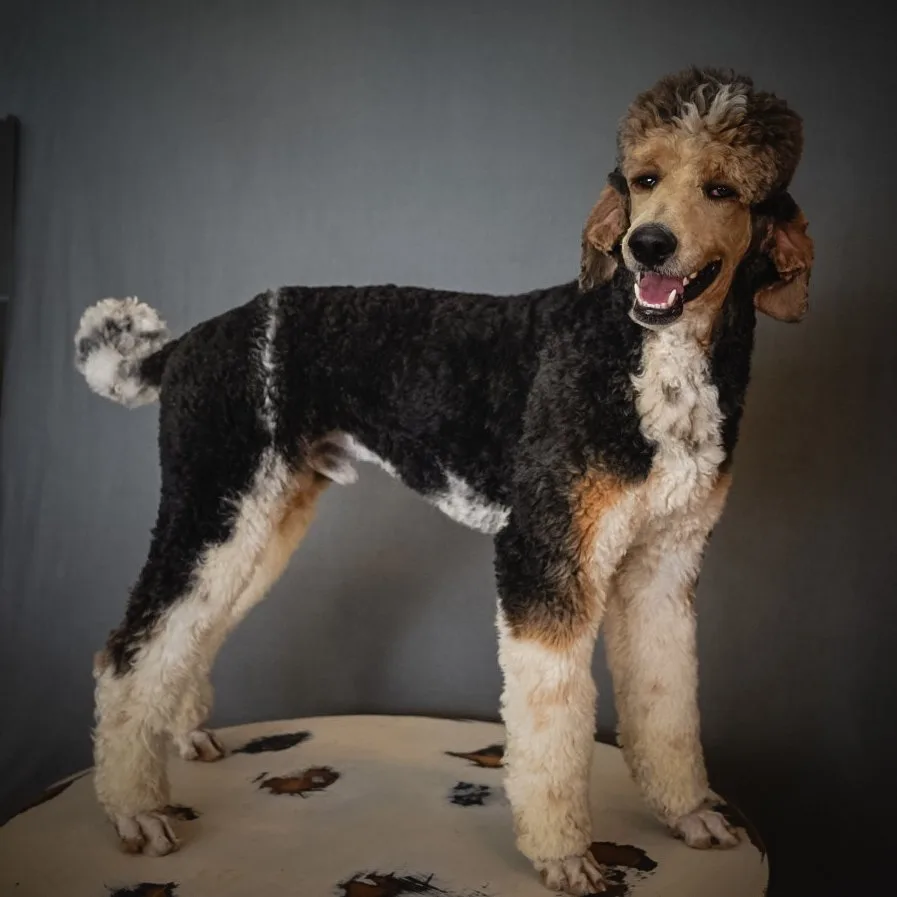Boise Doodle Co 1