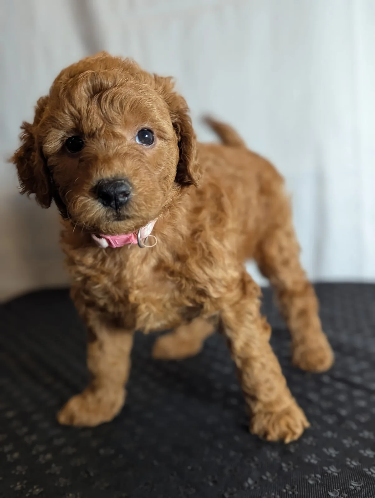 Boise Doodle Co 56