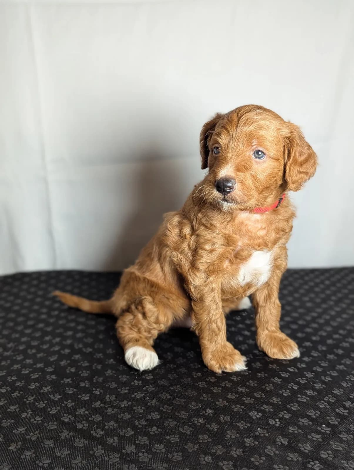 Boise Doodle Co 61
