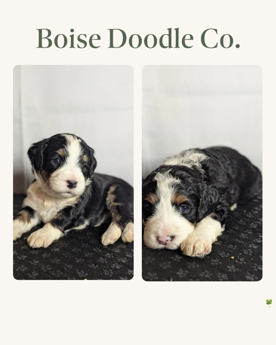 Boise Doodle Co 54