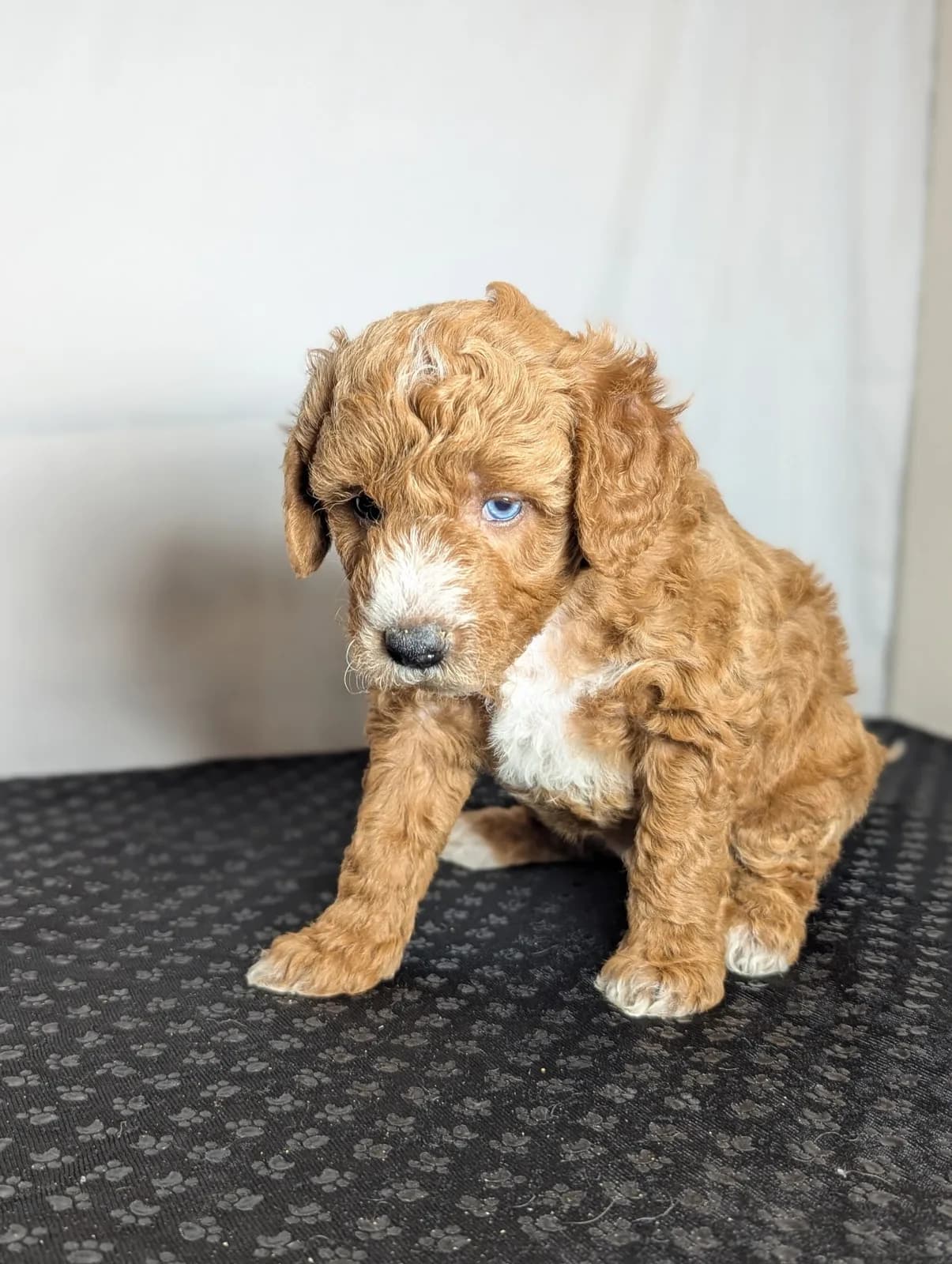 Boise Doodle Co 48