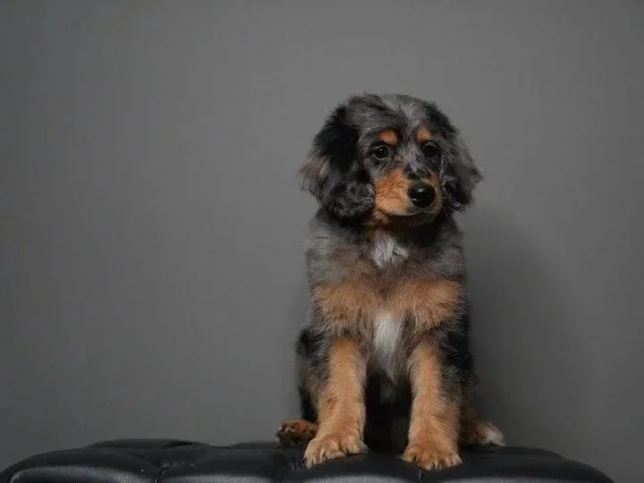 Boise Doodle Co 1