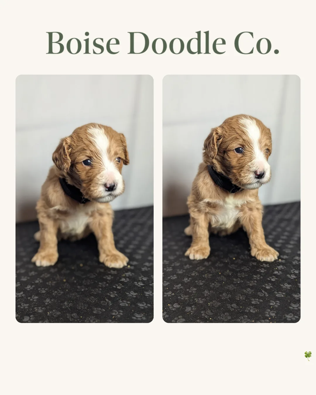 Boise Doodle Co 53