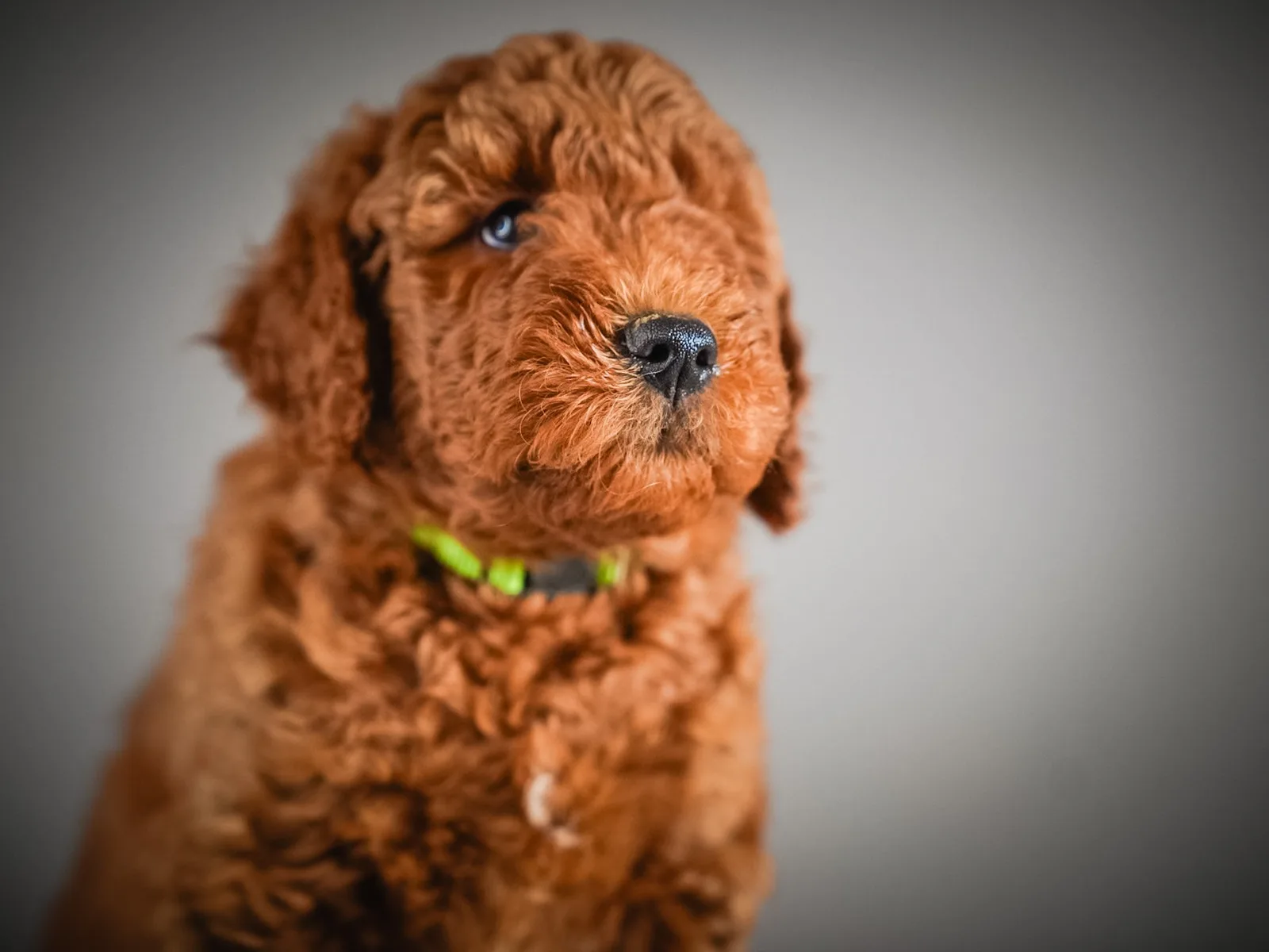 Boise Doodle Co 15