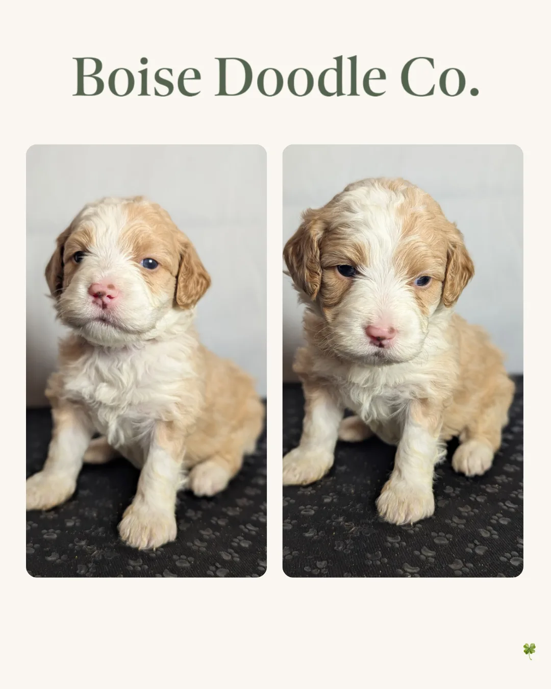 Boise Doodle Co 58