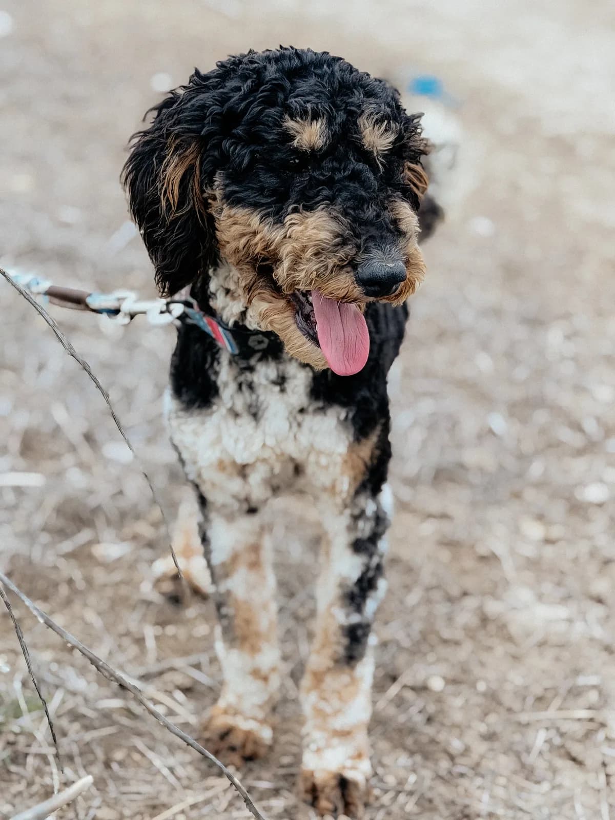 Boise Doodle Co 3