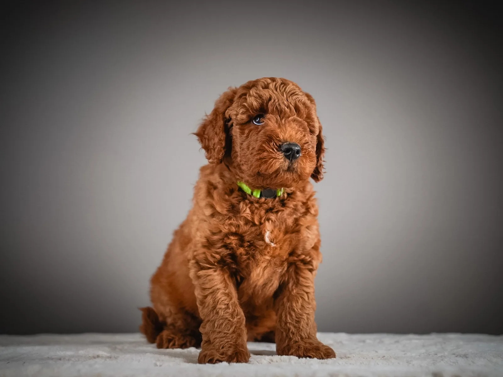 Boise Doodle Co 14