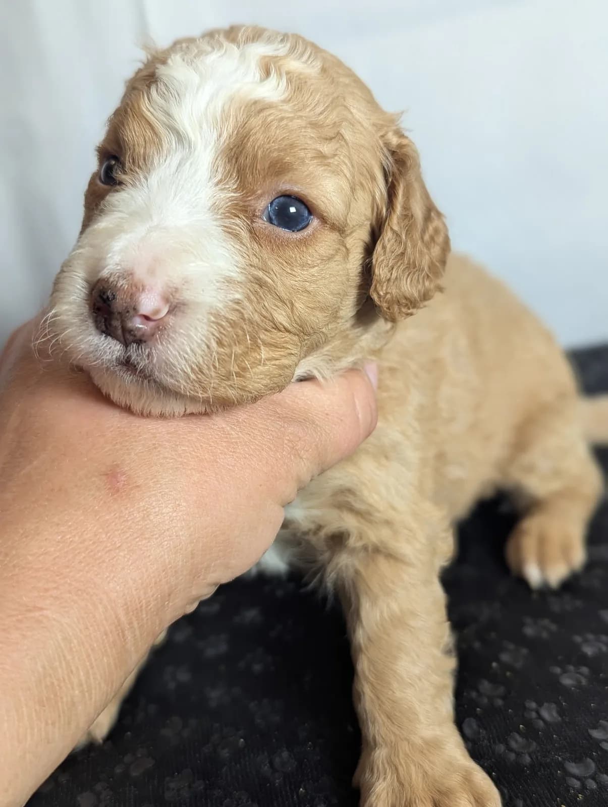 Boise Doodle Co 61